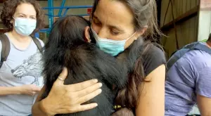 Viasat Nature представя Джейн Гудол и спасените шимпанзета от Конго