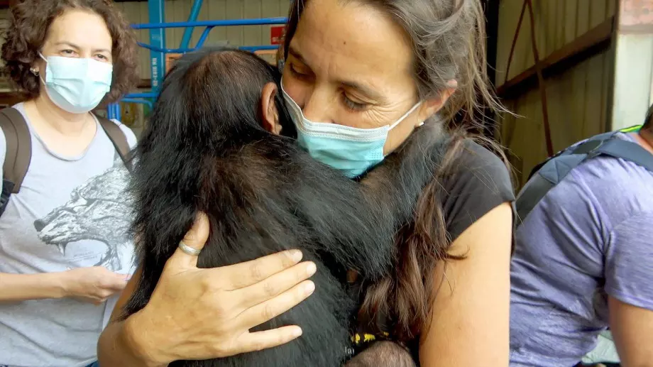 Viasat Nature представя Джейн Гудол и спасените шимпанзета от Конго