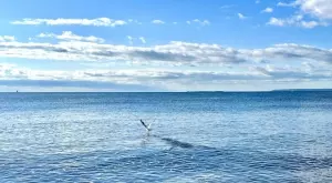 Стихотворение за 29 август 2023