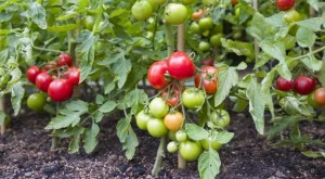 Добавете тези 3 неща в почвата и ще берете домати с кофи 