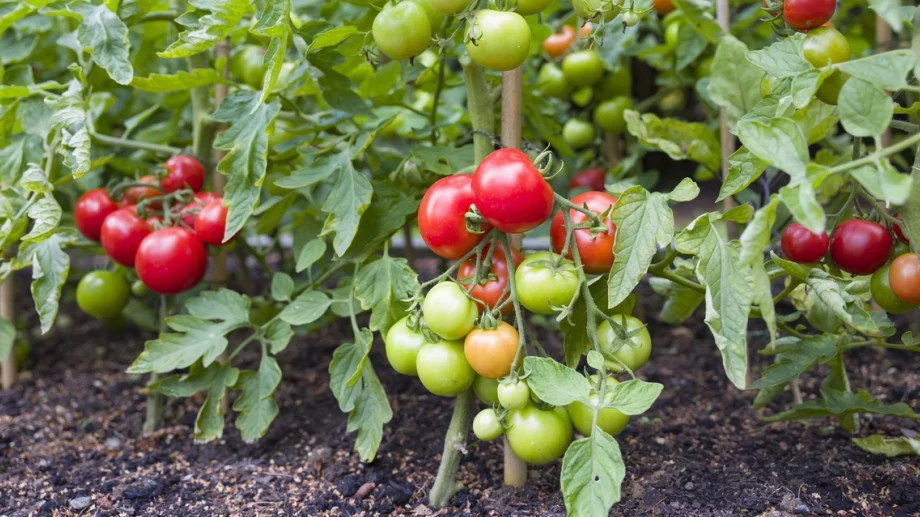 Добавете тези 3 неща в почвата и ще берете домати с кофи 