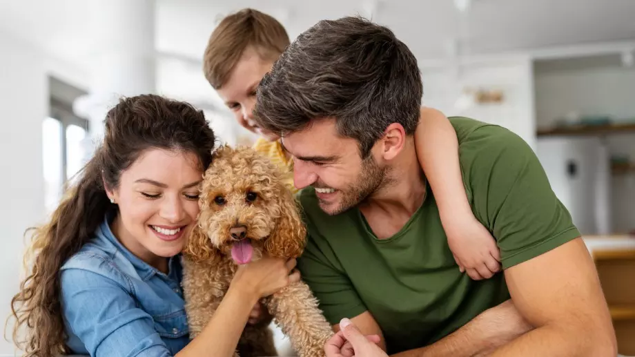 Как да планираме почивката си, когато не можем да вземем кучето си с нас