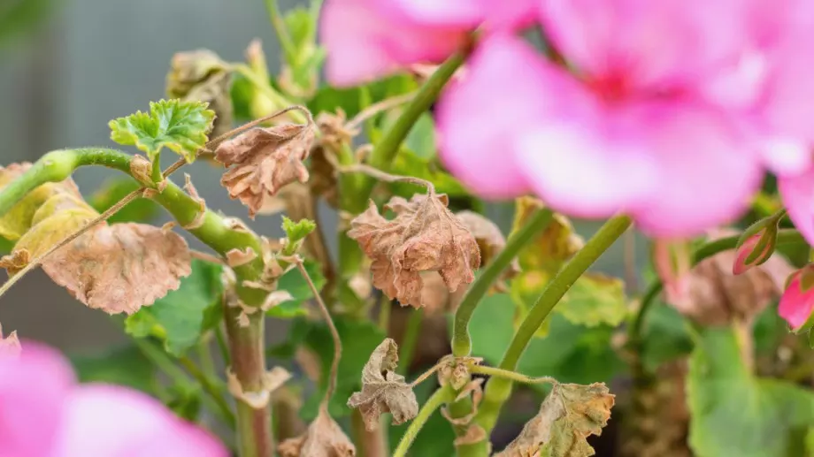 6 причини листата на мушкатото да пожълтяват и какво да направите