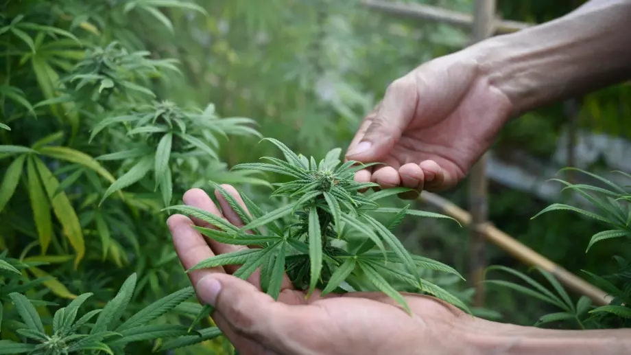 Германия легализира марихуаната с цел развлечение 