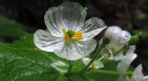 Цвете скелет: Как да го отглеждаме правилно (ВИДЕО)