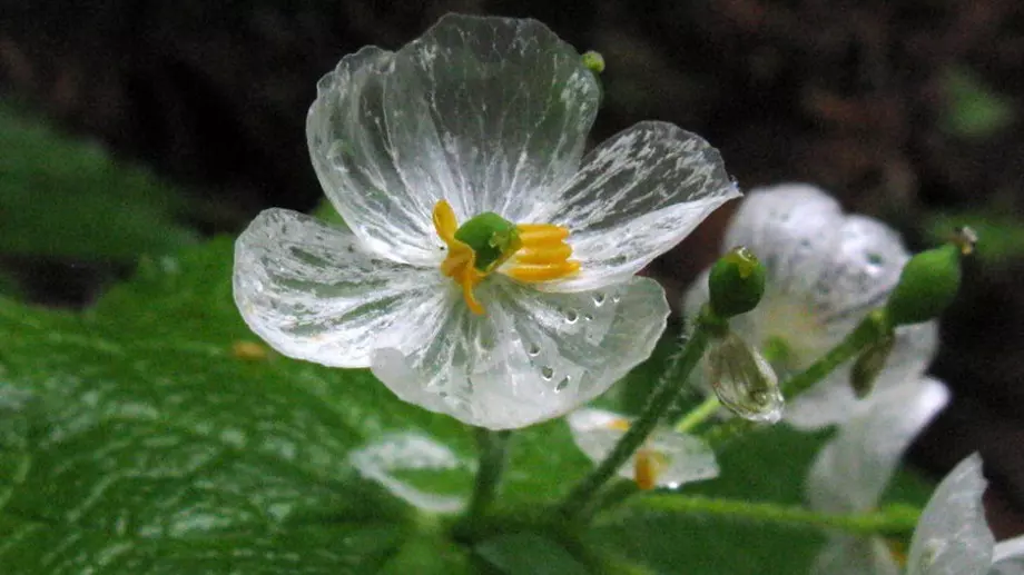 Цвете скелет: Как да го отглеждаме правилно (ВИДЕО)