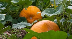 Листа от тиква: Хвърляме ги, а крият неподозирани ползи и страхотен вкус