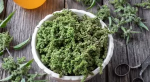 Летните семена на копривата крият повече ползи, отколкото пролетните листа