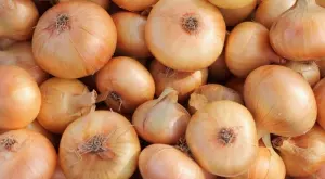 Лукът поскъпва сериозно? Индия наложи 40% износна такса върху зеленчука 