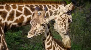 Изумително: Роди се жирафче без петна (ВИДЕО)