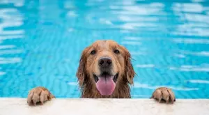 Басейните крият опасности за животните, ето как да ги обезопасите