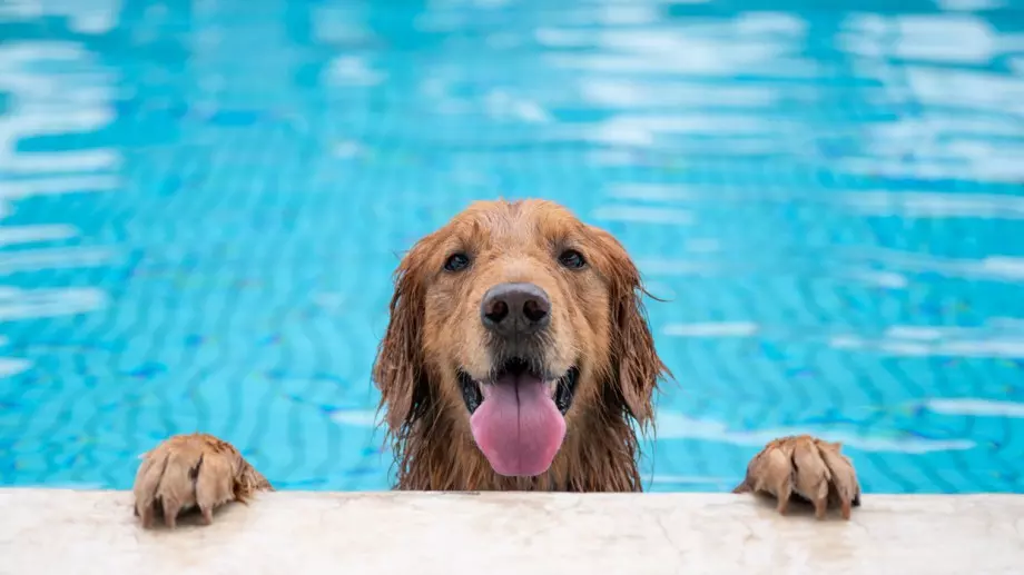 Басейните крият опасности за животните, ето как да ги обезопасите