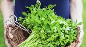 Ето как да запазите магданоза свеж за по-дълго време