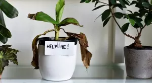 6 начина, по които вашето растение ви казва, че нещо не е наред 