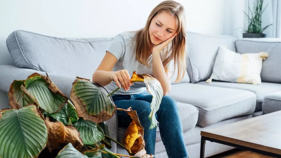 Жестоки трикове как да спасите "мъртво" растение