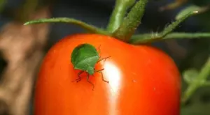 Как да премахнете миризливките от градината и цветята