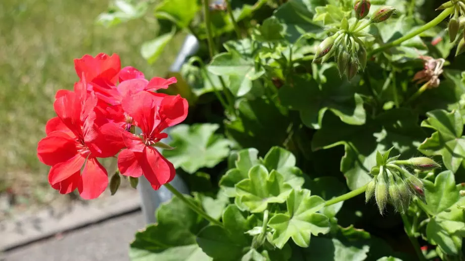 Пийте чай от мушкато при болки в гърлото