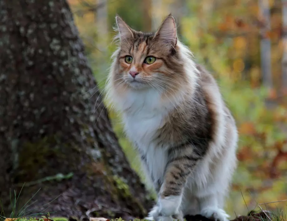 Кога котката започва да хапе стопанина си?