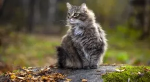 Ако имате котка, прочетете тази притча