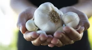 Поставете скилидка чесън в тоалетната за през нощта и няма да останете разочаровани