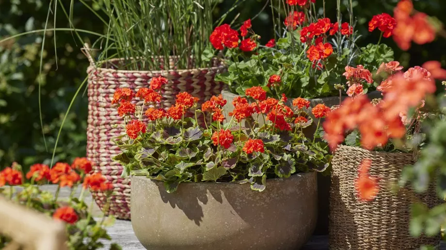 Ето как правилно да се грижите за мушкатото през есента