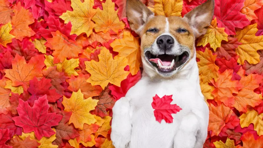 ТАРО КЪСМЕТЧЕ на деня за всеки - 5 ноември 2023