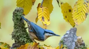 Феномен: Учени в Колумбия откриха птица с характеристики на два пола