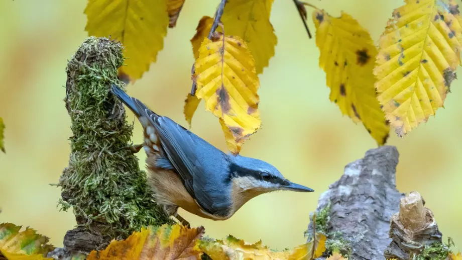 Феномен: Учени в Колумбия откриха птица с характеристики на два пола