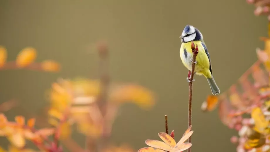 ТАРО КЪСМЕТЧЕ на деня за всеки - 6 ноември 2023