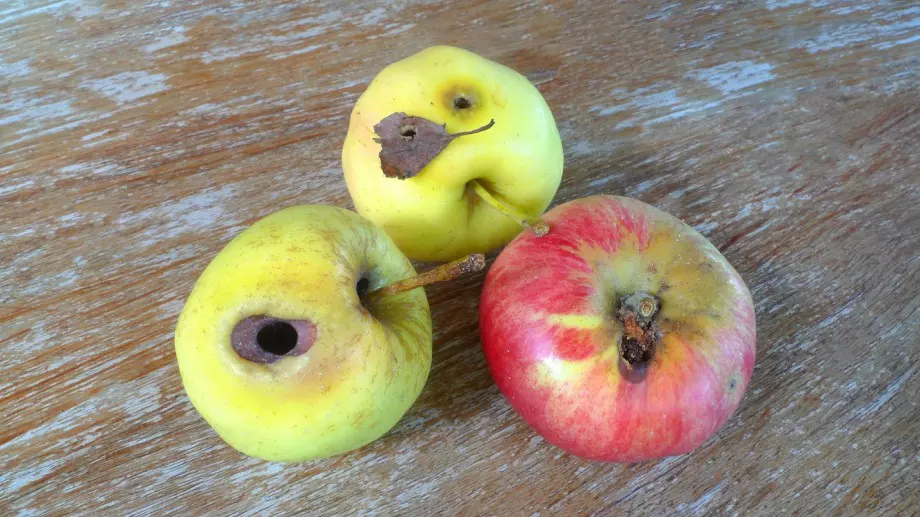 Опасни ли са плодовите червеи, които изяждаме неволно?