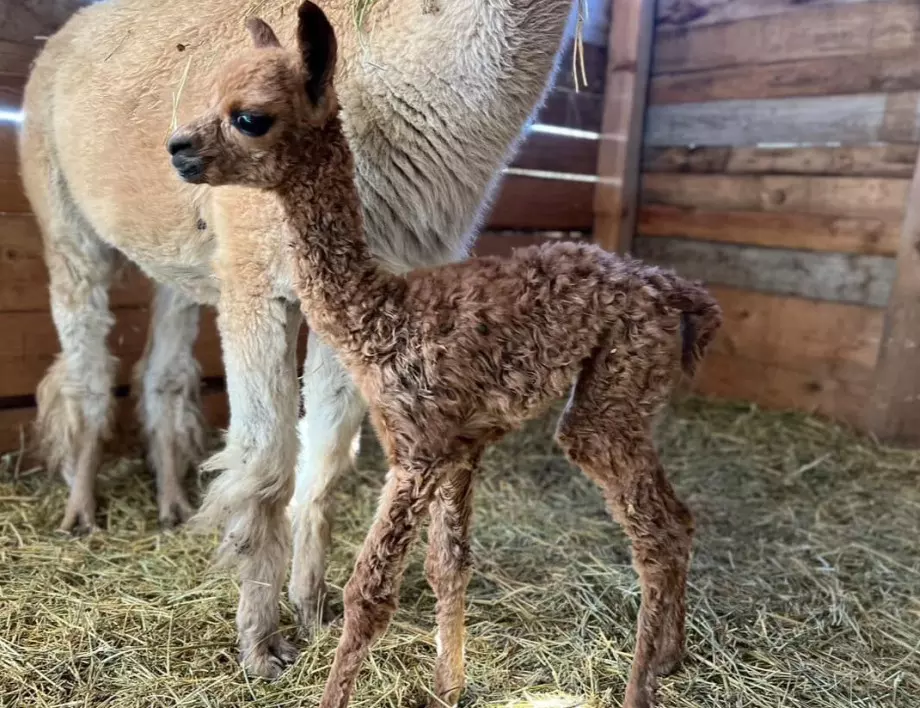 Бебе алпака се роди в зоопарка в Бургас (СНИМКА)