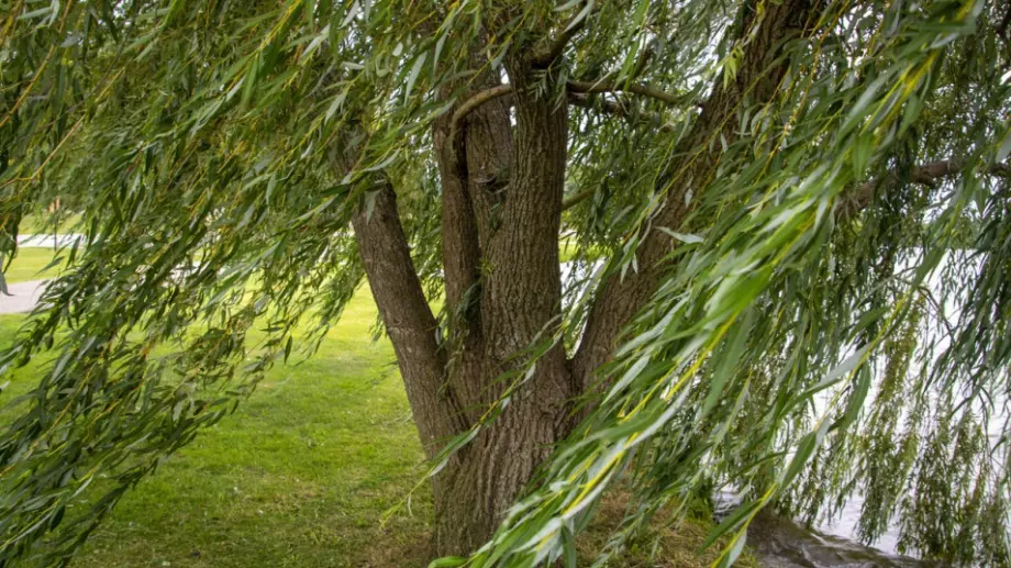 Екстрактът от върба има мощен антивирусен ефект