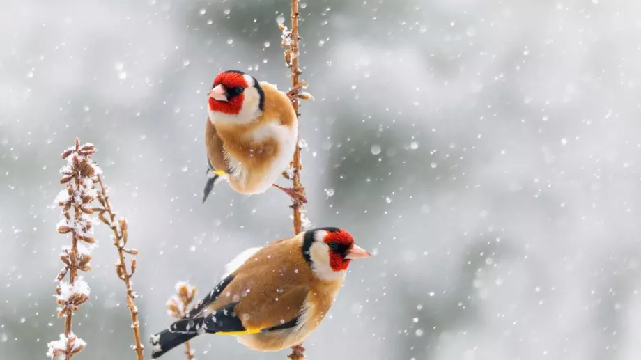 Стихотворение за 29 декември 2023