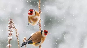 Стихотворение за 21 януари 2024