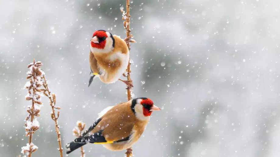 Стихотворение за 21 януари 2024