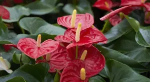 Как да ускорите цъфтежа на антуриум