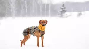 Трябва ли през студените зимни дни да слагате яке на кучето си