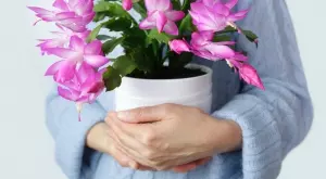 Полезно: Ето как правилно да се грижите за коледниче