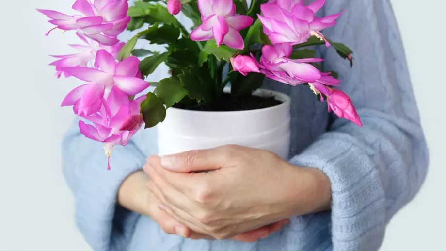 Полезно: Ето как правилно да се грижите за коледниче