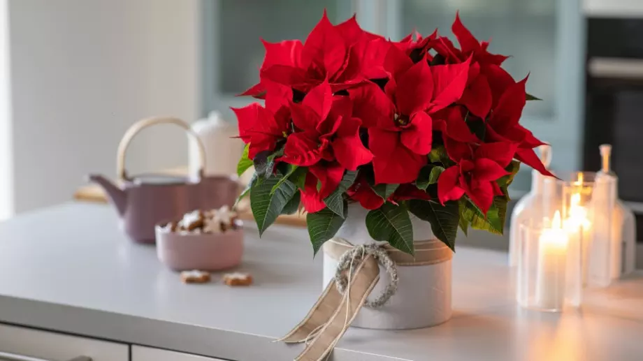 Всичко, което трябва да знаете да отглеждането на коледна звезда