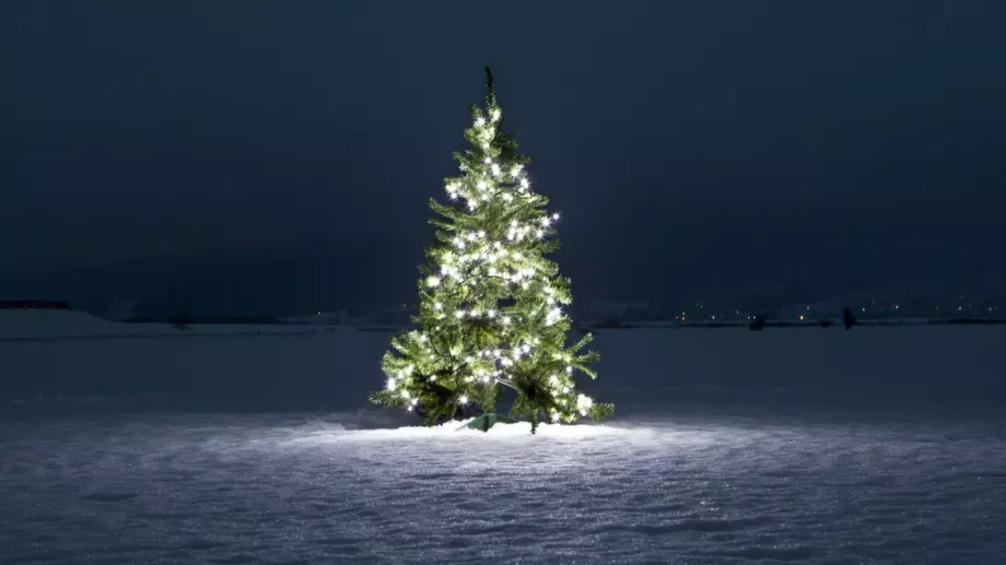 Много мъдра притча за коледната елха