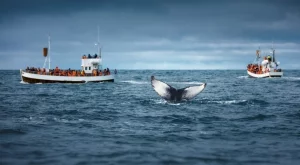 Нестандартната употреба на изкуствения интелект: Как AI се справя с откриването на животни?