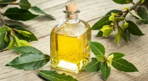 Масло от дафинов лист: Лек за десетки болести, ето как да си го направите