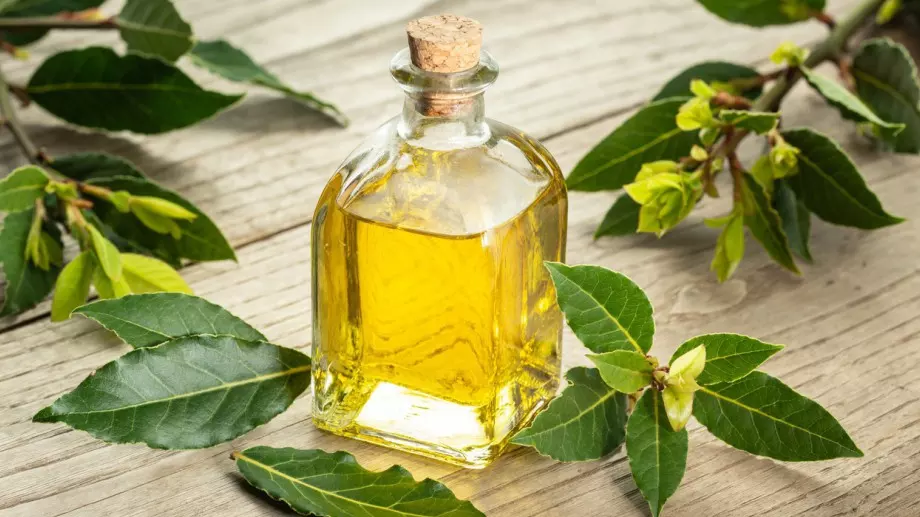 Масло от дафинов лист: Лек за десетки болести, ето как да си го направите