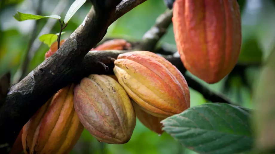 Цената на тази суровина се насочва към най-високата си стойност от 1977 година