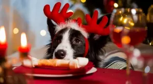 Експерти: Не давайте тази храна на кучето си от коледната трапеза