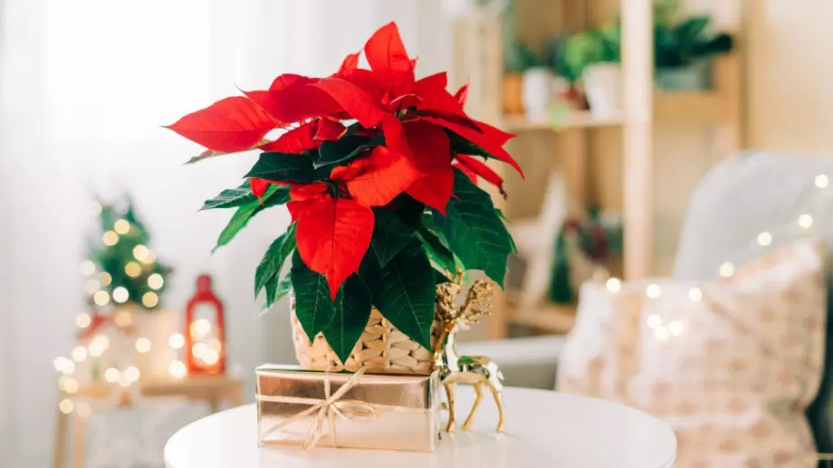 История на цветето коледна звезда