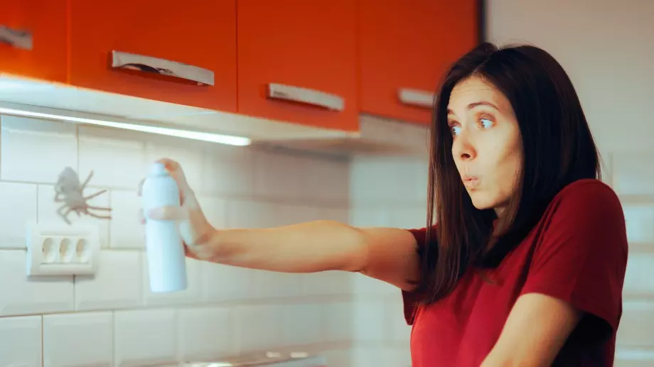 Как да предотвратите появата на паяци у дома