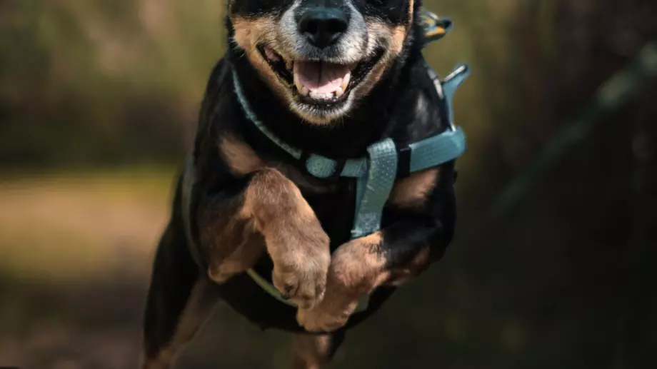 Признаха нова порода кучета (СНИМКА)