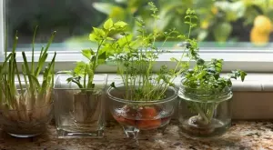 6 подправки, които можете да отглеждате във вода